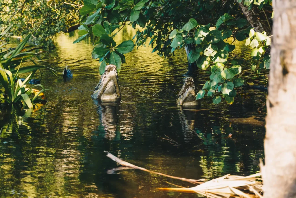 cocodrilos en laguna de ventanilla