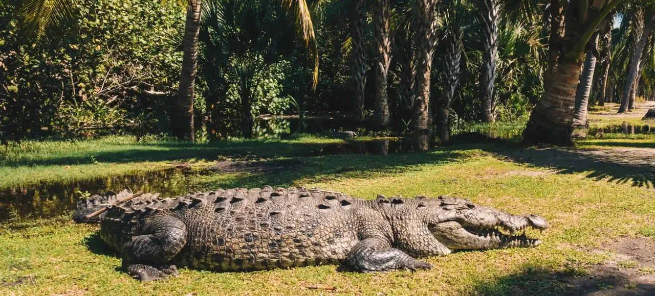 cocodrilo del santuario de ventanilla