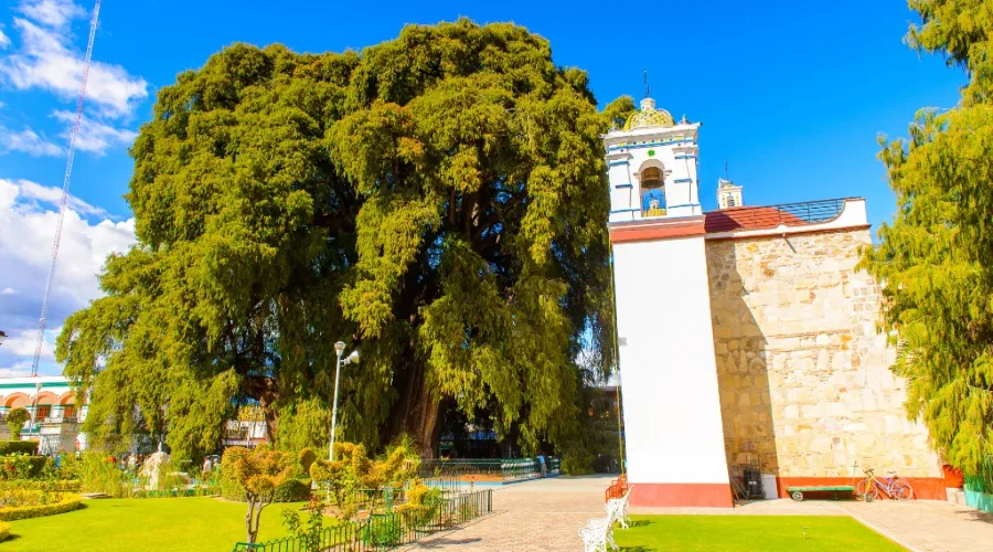 arbol del tule