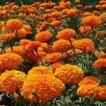 campo de flores en huatulco