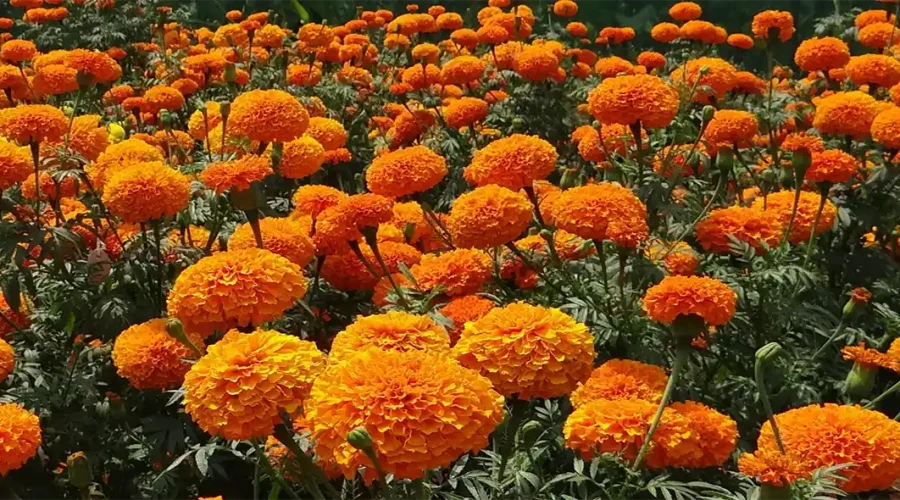 campo de flores en huatulco
